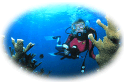 diver and elkhorn coral