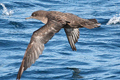 sooty shearwater in flight