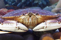 image of dungeness crab