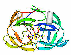 When an inhibitor drug (small multicolored molecule in center) binds to the active site of the HIV protease (space right below the small round, yellow and red fragments), the enzyme does not function and the HIV virus cannot grow.