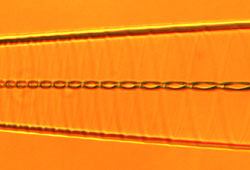 Tapered chiral optical fiber created by Chiral Photonics. Fiber is less than 100 millionths of a meter in diameter.