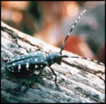 Image of an Asian Longhorned beetle.