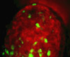 Green fluorescent proteins illuminate cells in a three-dimensional matrix of artificial bioactive nanostructures