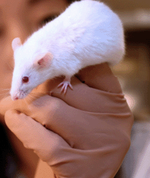 a photo of a mouse held by a researcher.