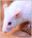 a photo of a white mouse.