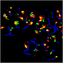 Microscope image of multicolored cells in a mouse pancreas. 