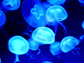 Jellyfish images