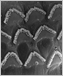 an electron micrograph of sensory 
hair cells