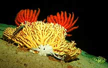 Gold coral colonized by two red crinoids at Kingman Reef