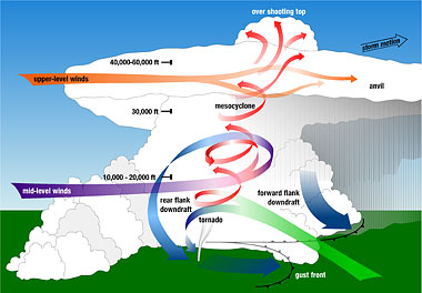 A schematic of a supercell thunderstorm showing the location of the mesocyclone, the updraft and downdrafts, and the steering winds.