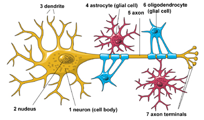 The image of Neuron Architecture