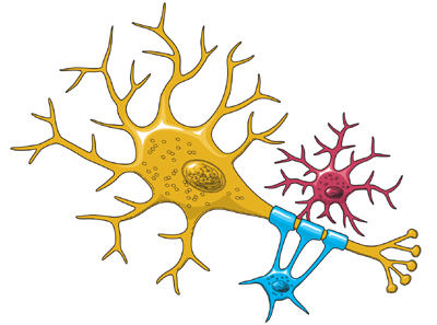The image of neuron