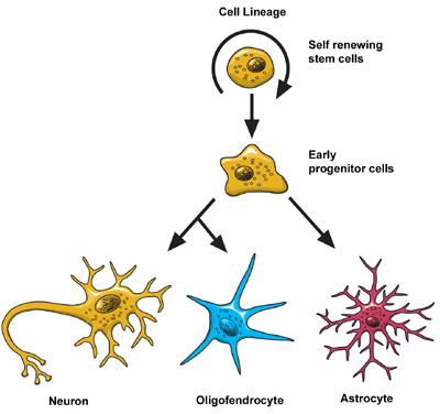 The image of neuron differentiation