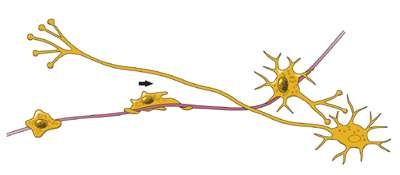 The image of Neuron Migration