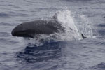 false killer whale jumping out of water