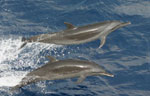 Two Pantropical Spotted Dolphins swimming in water