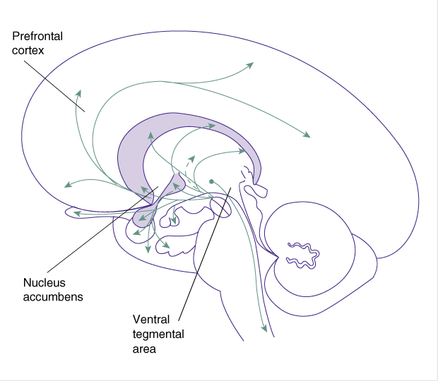 Diagram of dopaminergic pathways in the brain