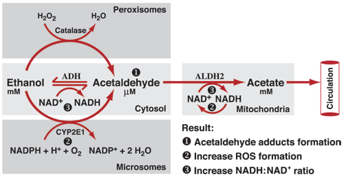Oxidative pathways of alcohol metabolism