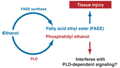 Ethanol is nonoxidatively metabolized by two pathways