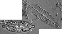 California Academy of Sciences Diatom Collection