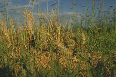 Short Grass Steppe LTER Photo Gallery