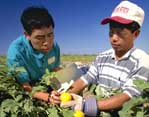 NRCS Soil Conservationist and Fresno State University graduate student works with a Hmoung farmer.