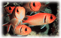 Blackbar soldierfish huddle within a coral reef nook