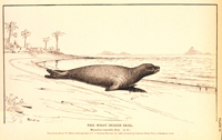 Scientific Sketch of a Caribbean Monk Seal from the U.S. National Museum.