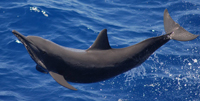 The Eastern Spinner Dolphin is distinguished by its triangular dorsal fin and uniform gray color.