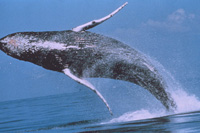 Humpback Whale. 