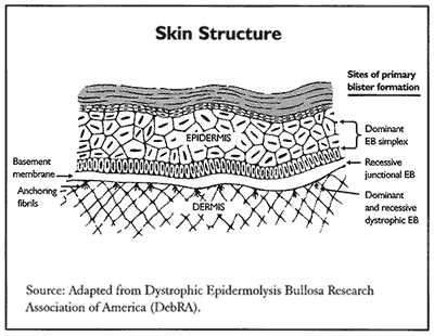 skin structure diagram