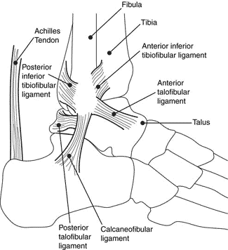 Lateral View of the Ankle