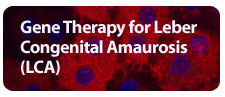 Gene Therapy for Leber Congenital Amaurosis