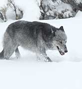 Large grey wolf struggles through deep snow.