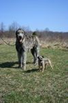 Dogs: Irish Wolfhound with Border Terrier