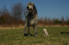 Dogs: Irish Wolfhound with Chihuahua, Standing