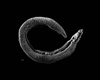 <em>Schistosoma</em> Parasite Adult Worm