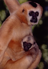 Gibbon