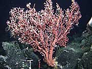 This large pink sea fan is nearly two meters tall and is held in place by a holdfast nearly 12 cm in diameter.