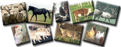 VS Animals Image