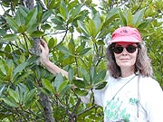 Dr. Karen Mckee with mangroves