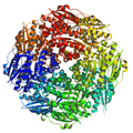 Structure of the enolase yitF enzyme from Bacillus subtilis, a Gram positive bacterium commonly found in soil. Credit: New York Structural GenomiX Consortium