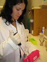 An EPA intern processes samples at the AOML Environmental Microbiology Lab
