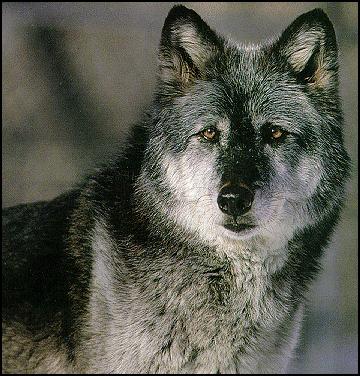 Wolf seen in North Dakota