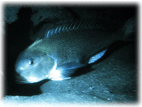 Tilefish hides in the shadows of a boulder