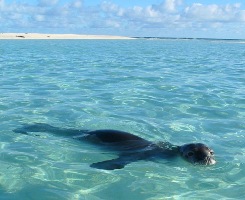 Hawaiian Monk Seal in the water