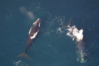 two north atlantic right whales