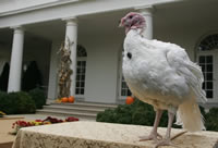 May, the 2007 National Thanksgiving Turkey, awaits the official pardoning Tuesday, Nov. 20, 2007, during festivities in the Rose Garden of the White House.
