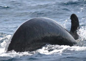 short-finned pilot whale