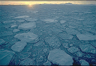 Young Ice at Sunset